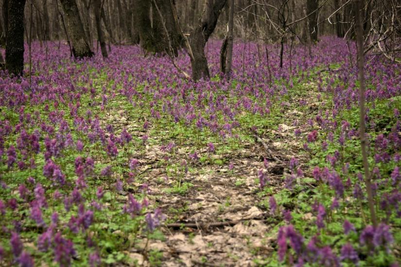 Сєверне з panoramio.com - Syeverne