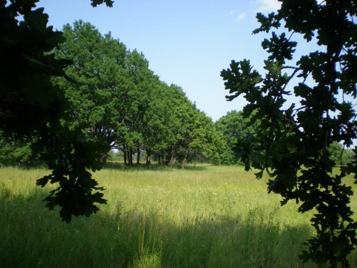 Новоселівка з panoramio.com - Новоселівка