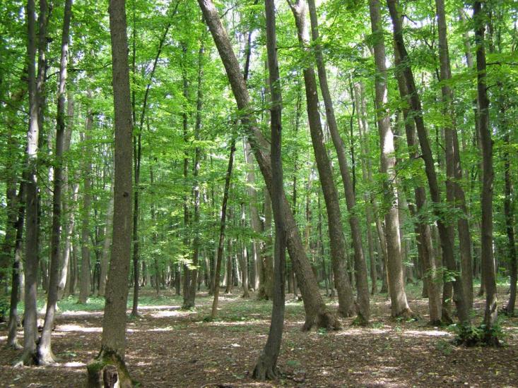 Сатанівка з panoramio.com - Сатановка