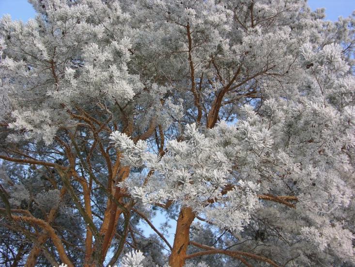 Крейдянка з panoramio.com - Крейдянка