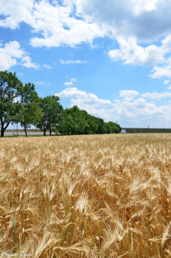 Дачне з panoramio.com - Dachne