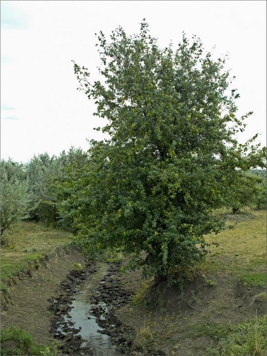 Тарасо-Григорівка з panoramio.com - Тарасо-Григоровка