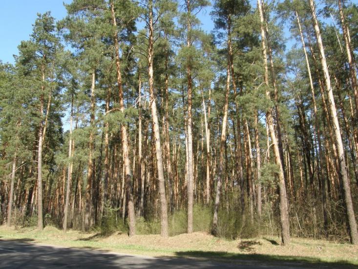 Короп з panoramio.com - Короп