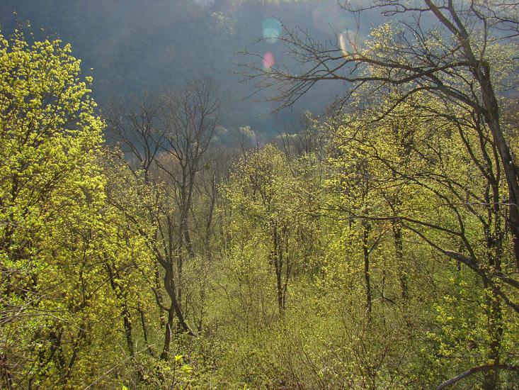 Іванківці з panoramio.com - Ivankivtsi
