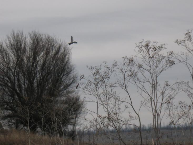 Грабарівка з panoramio.com - Грабарівка