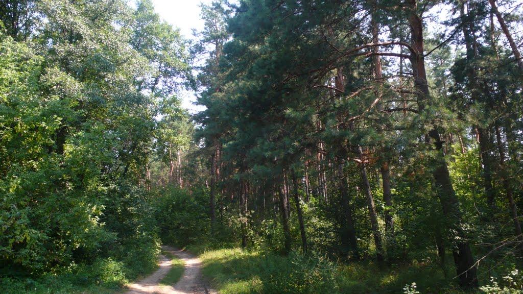 Великий Перевіз з panoramio.com - Великий Перевоз