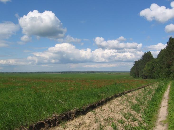Товстоліс з panoramio.com - Толстолес