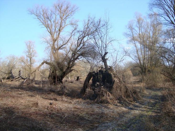 Єньків з panoramio.com - Єньків