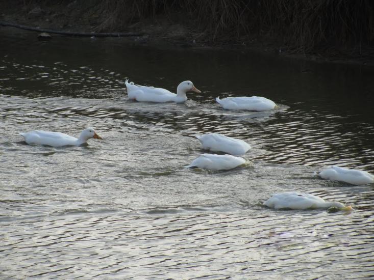 Черемошне з panoramio.com - Черемошне