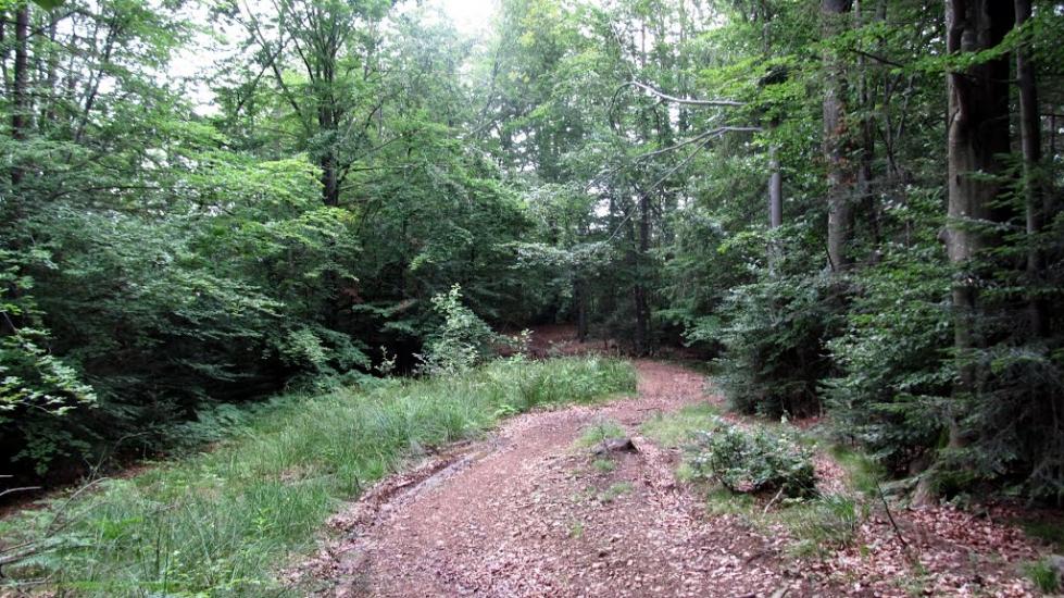 Букове з panoramio.com - Букове
