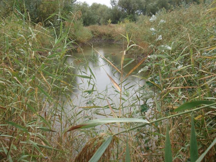 Яськи з panoramio.com - Jasky