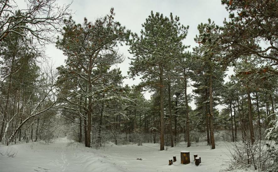 Новопилипівка з panoramio.com - Novopylypivka
