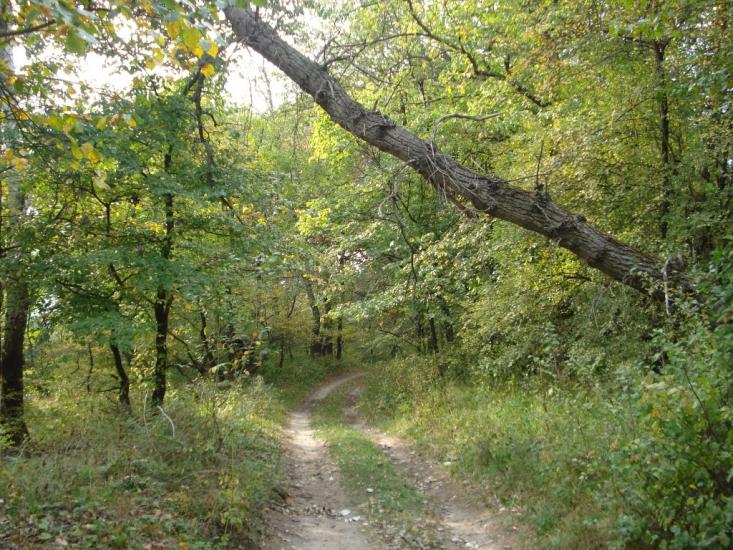 Привілля з panoramio.com - Приволье