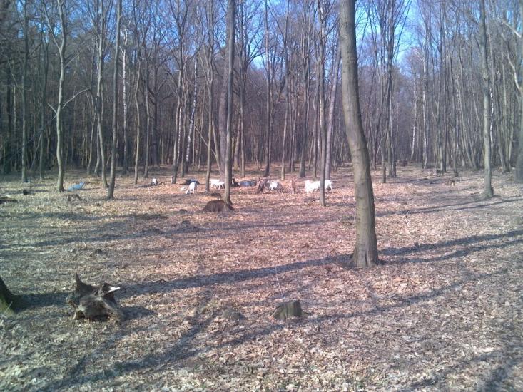 Рясне-Руське з panoramio.com - Рясное-Русское