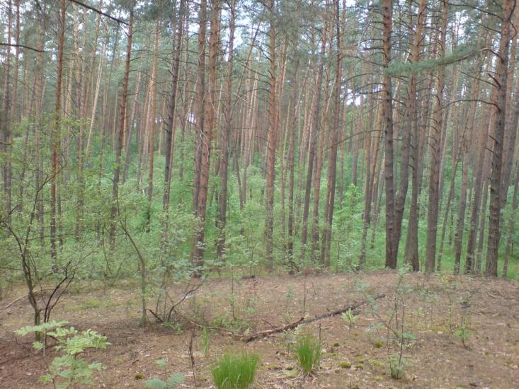 Малютянка з panoramio.com - Малютянка