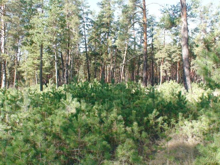 Студенок з panoramio.com - Студенок