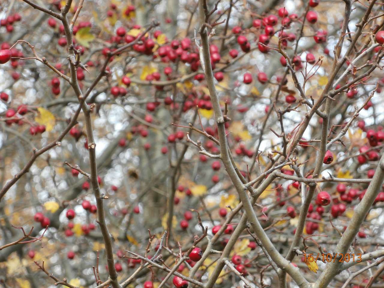 Ватутінський калей доскоп - Ватутино
