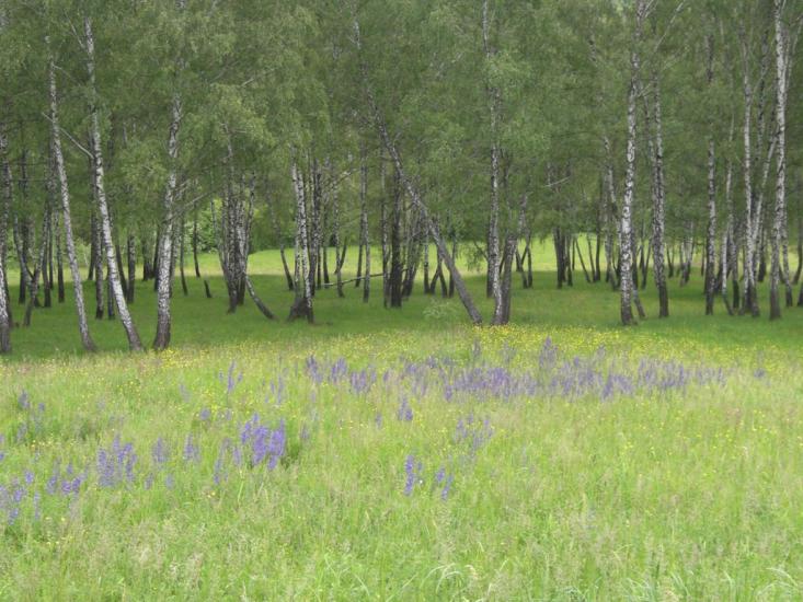 Гвоздів з panoramio.com - Гвоздов