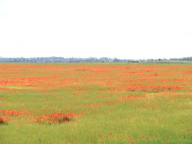 Ружичанка з panoramio.com - Ruzhychanka