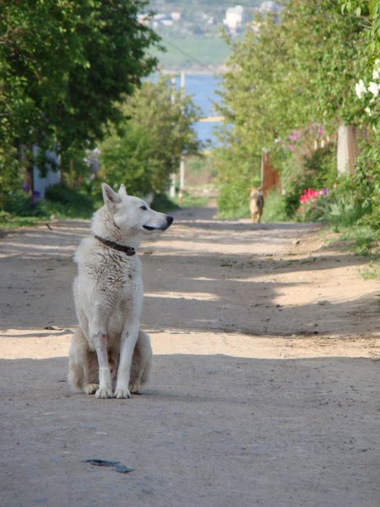 Велика Балка з panoramio.com - Великая Балка