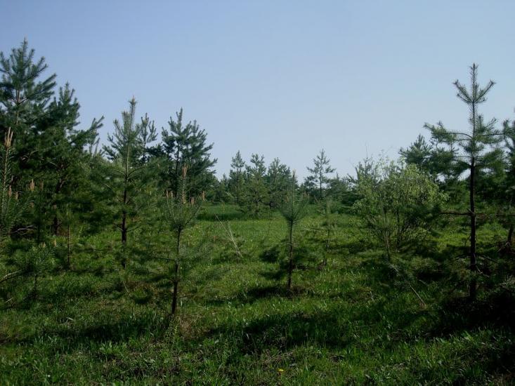 Любомирівка з panoramio.com - Любомировка