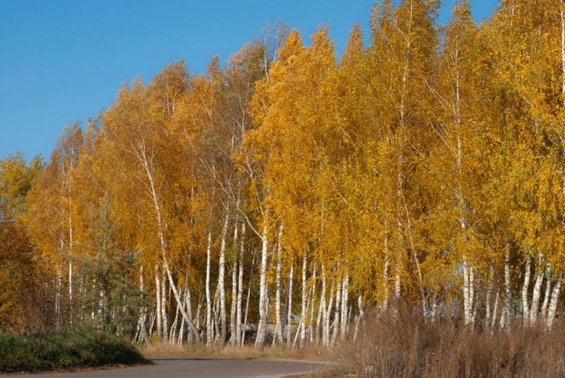 Кожухівка з panoramio.com - Кожуховка