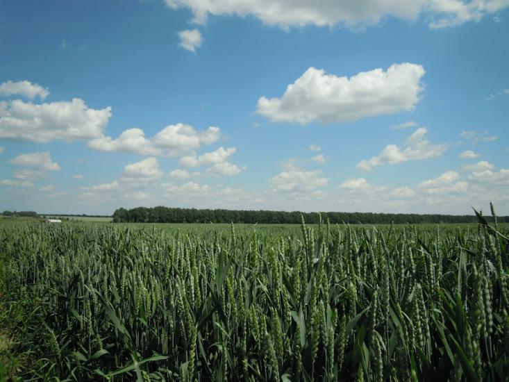 Грижинці з panoramio.com - Грижинці