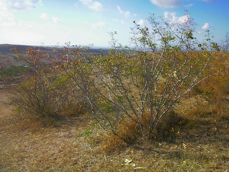 Рєпіне з panoramio.com - Рєпіне