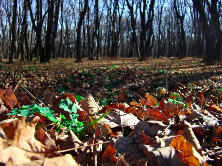Сєверне з panoramio.com - Syeverne