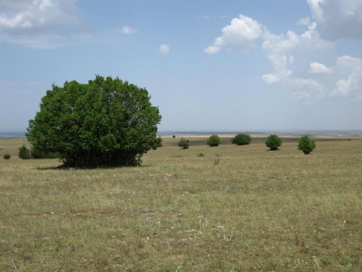 Рєпіне з panoramio.com - Рєпіне