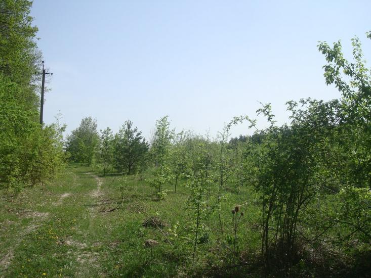 Любомирівка з panoramio.com - Любомировка