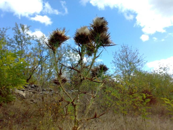 Юрківці з panoramio.com - Юрковцы