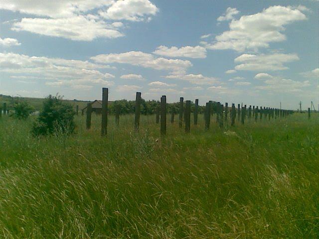 Любопіль з panoramio.com - Любопіль