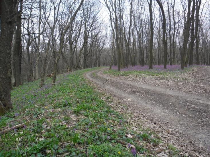 Сєверне з panoramio.com - Syeverne