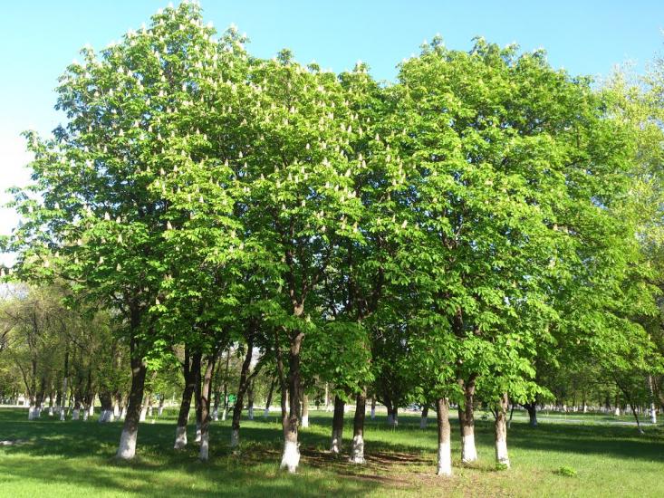 Перевальськ з panoramio.com - Perevalsk