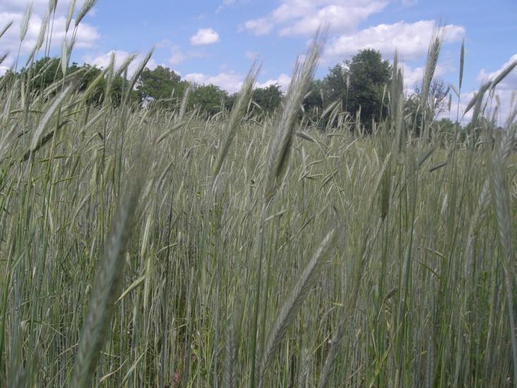 Гвоздів з panoramio.com - Гвоздов