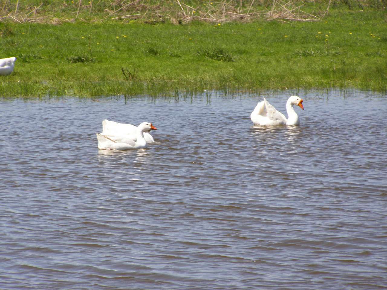 Хотинівка-душі криниця - Хотинівка