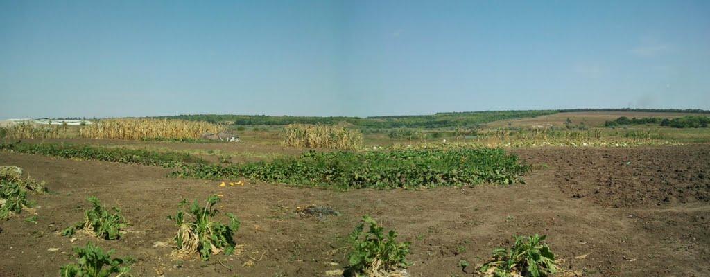 Островського з panoramio.com - Костянтинопольське