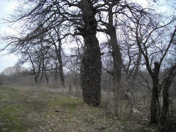 Ковильне з panoramio.com - Ковыльное