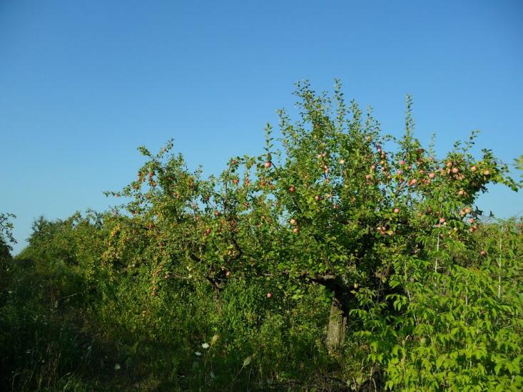 Новофастів з panoramio.com - Новофастів