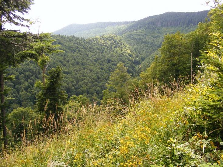 Кричка з panoramio.com - Кричка
