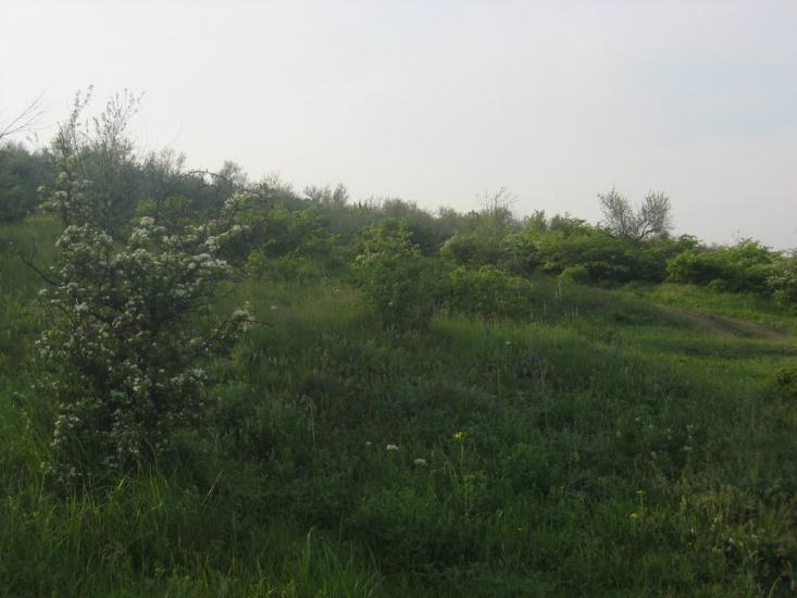 Паліївка з panoramio.com - Паліївка