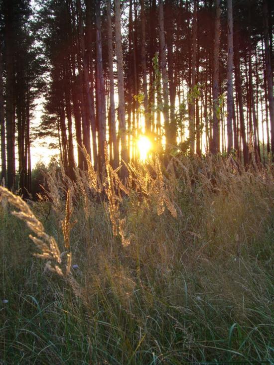 Ворони з panoramio.com - Ворони