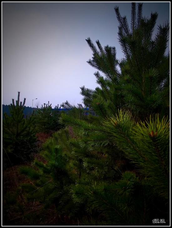 Боянівка з panoramio.com - Боянівка