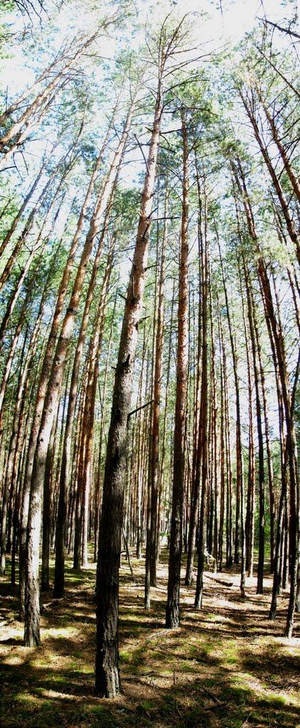 Мелені з panoramio.com - Meleni