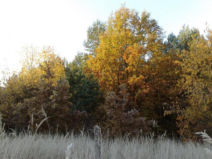 Малютянка з panoramio.com - Малютянка