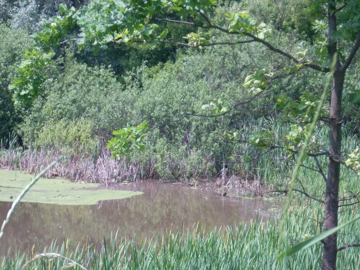 Комуніст з panoramio.com - Коммунист