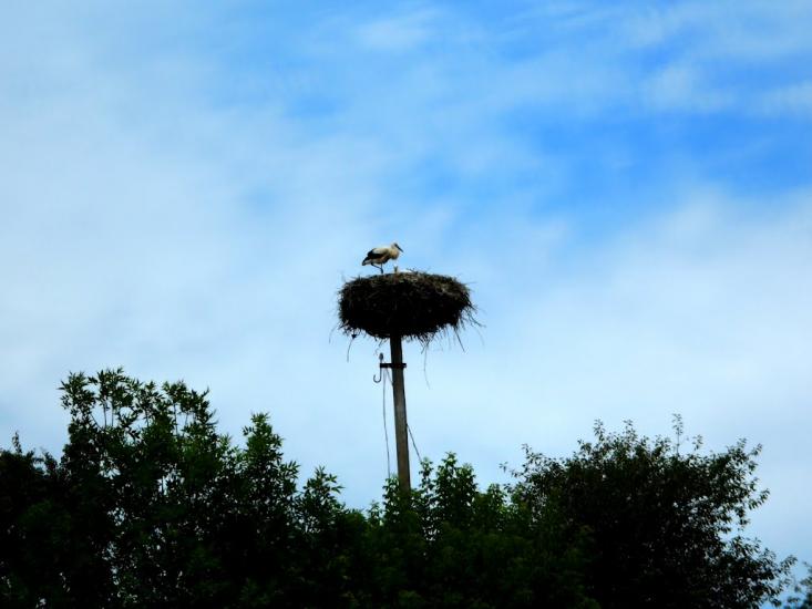 Прибузьке з panoramio.com - Прибугское