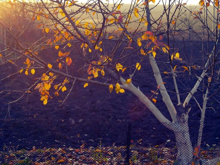 Пшонянове з panoramio.com - Пшонянове