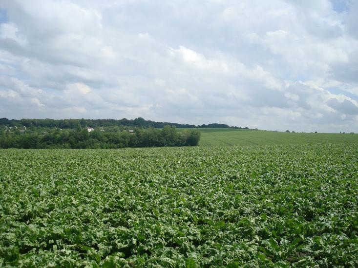 Грузевиця з panoramio.com - Грузевица